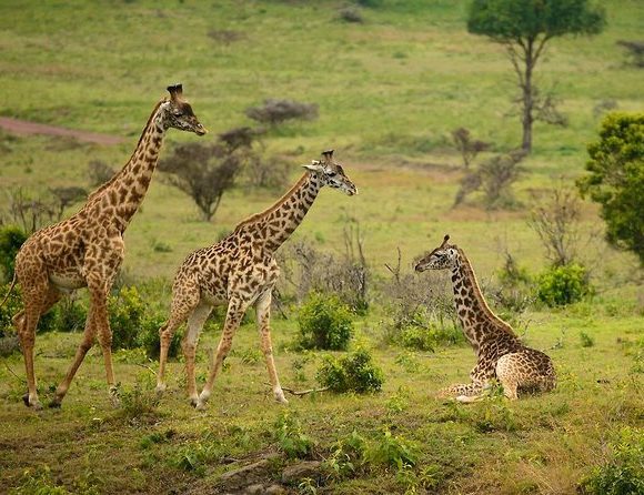 arusha national park