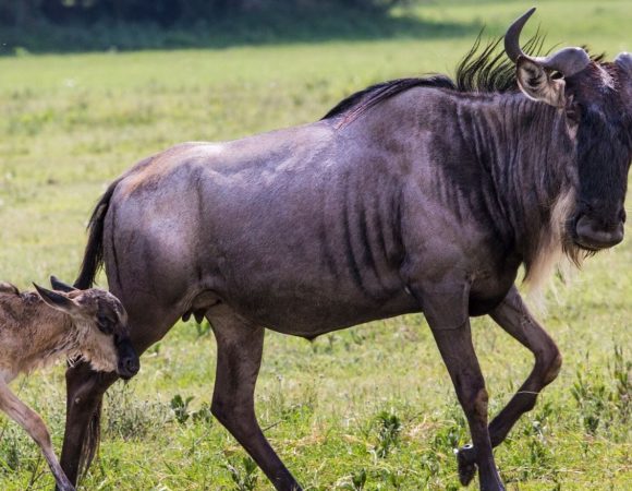 Safari to Tarangire and Ngorongoro