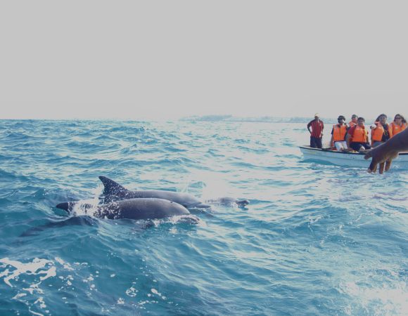 Zanzibar Tour for Dolphin