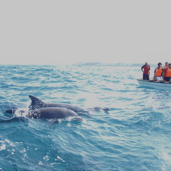 Zanzibar Tour for Dolphin