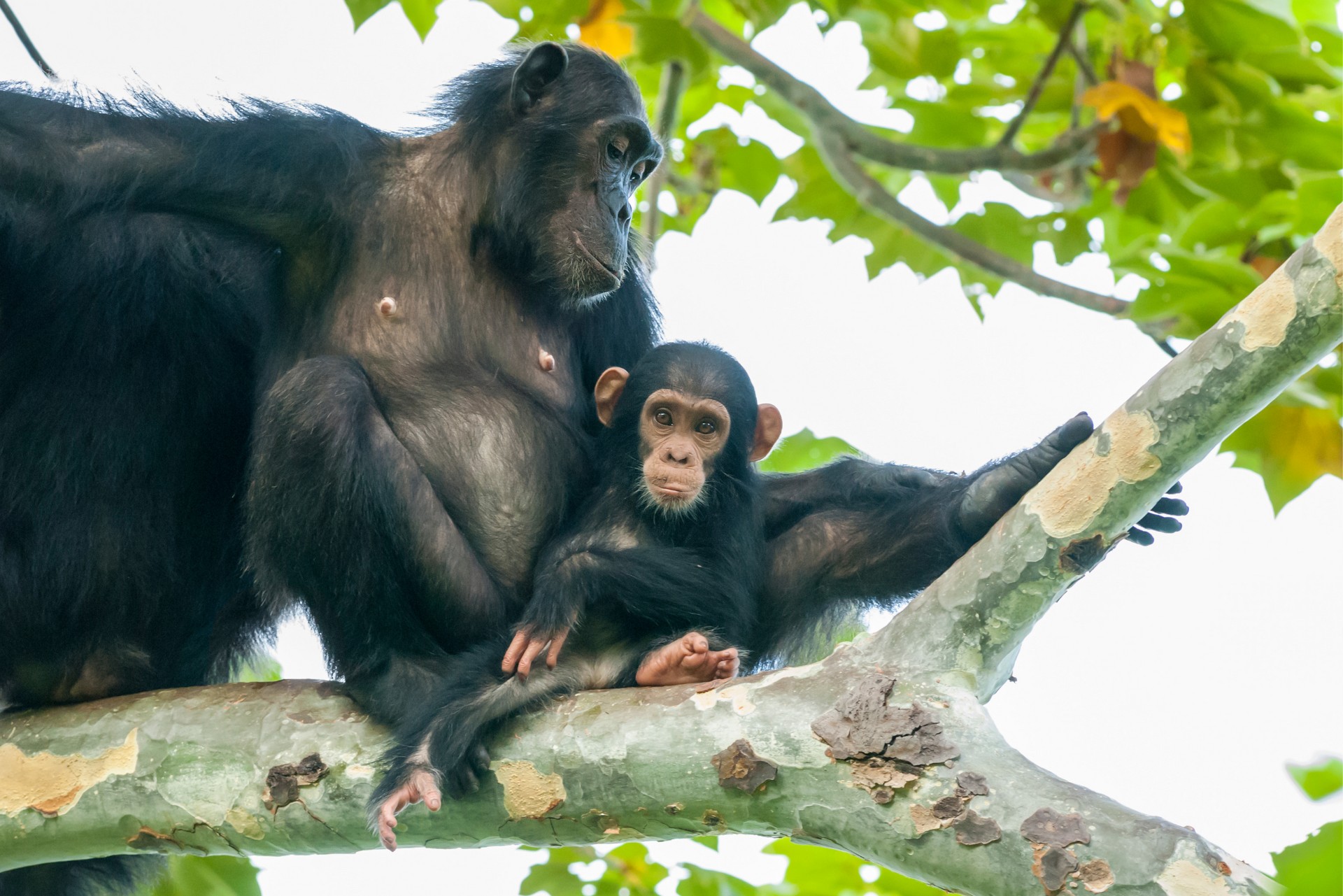 Gombe Stream National Park