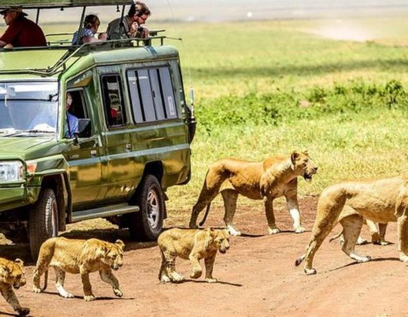 Tanzania Safari Wonderful Adventure