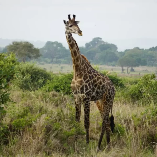 4 Days Northern Circuit Safari