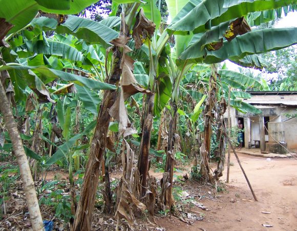 Spice Plantation Tour