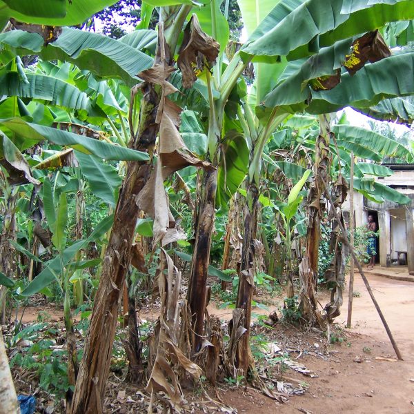 Spice Plantation Tour