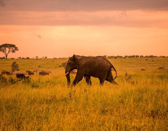 3 Days Safari to Ngorongoro and Serengeti National Park