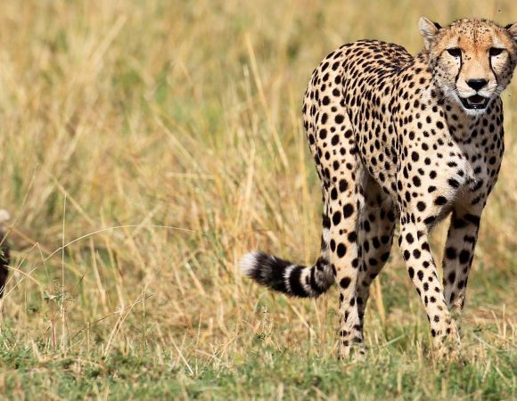 5 Days Serengeti Safari