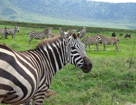 2 Days Safari Tarangire Park and Ngorongoro
