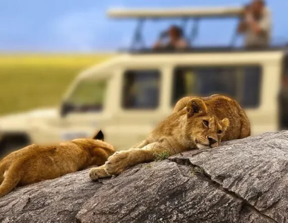 4 Days Tanzania Safari to Lake Manyara, Serengeti, Ngorongoro Crater