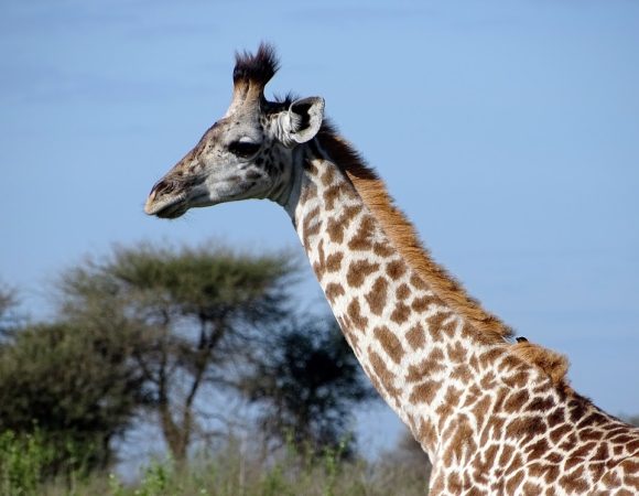 6 - DAY NATURE EXPLORATION SAFARI