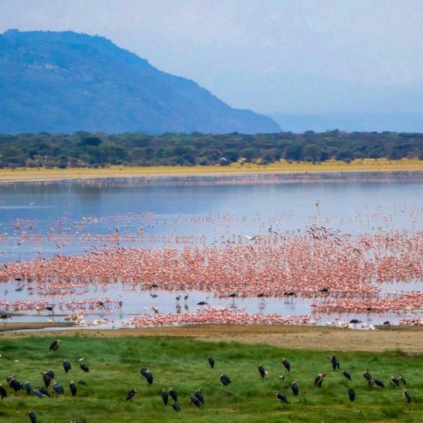 Safari to Lake Manyara Day Trip