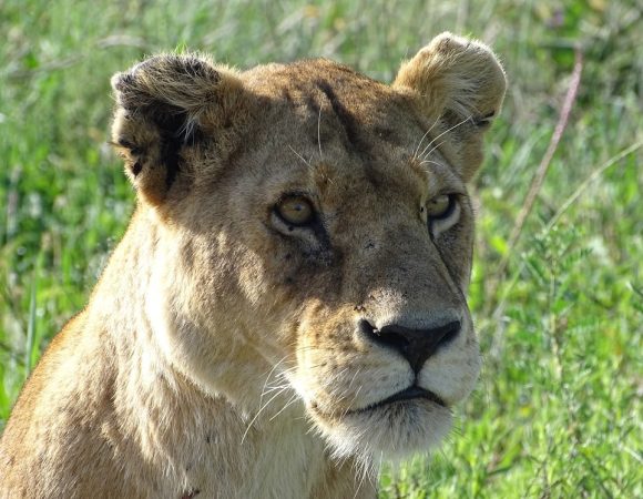 5 day Serengeti Magical Safari
