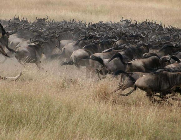 Luxury Safari to Serengeti, Tarangire and Ngorongoro Crater (Migration)