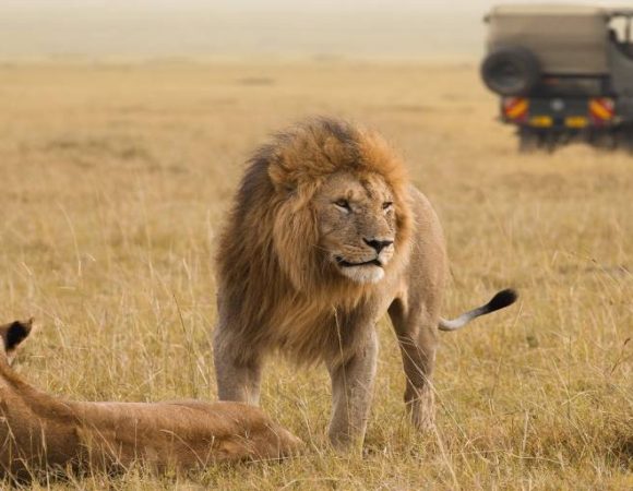 Lodge Safari to Tarangire, Serengeti, Ngorongoro and Manyara