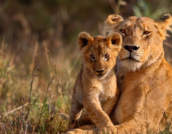 Luxury Safari Northern Circuit