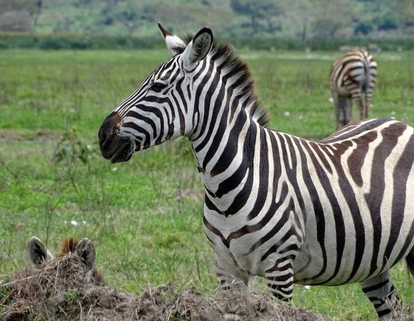 African Safari Tanzania Tour to the Northern