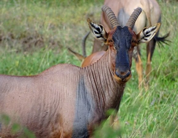 Tanzania Safari Tour to Manyara, Serengeti, Ngorongoro Crater Safari