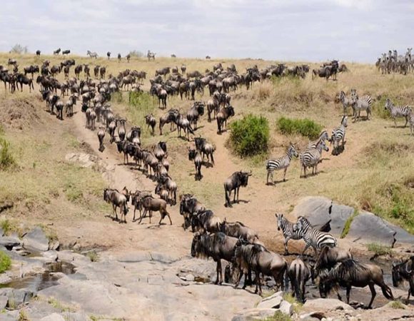 4 Days Ndutu Migration Safari Calving Season