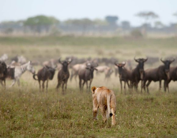 Best Tanzania safari to Lake Manyara National Park – Ngorongoro Crater