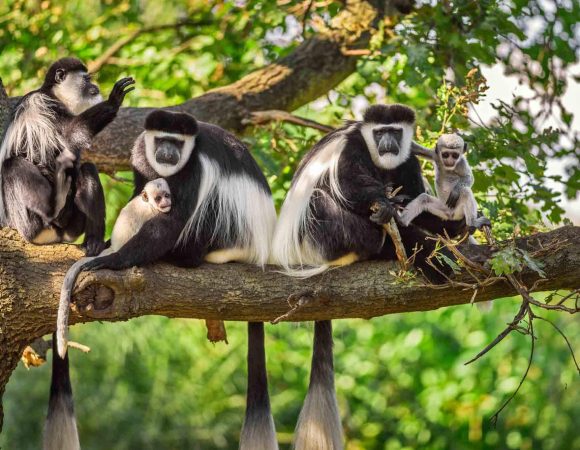 Day Trip to Arusha National Park