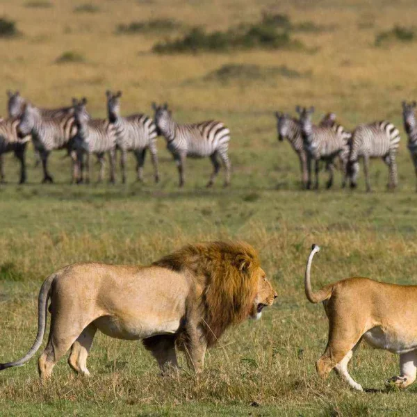 6 Days Safari: Tarangire, Serengeti, Ngorongoro & Lake Manyara