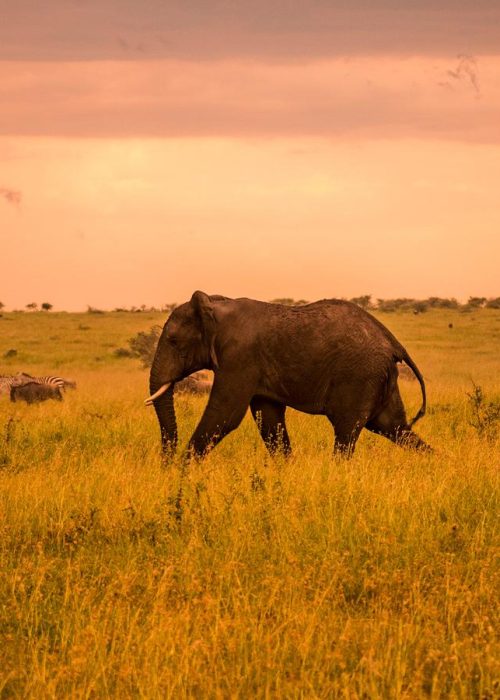 tarangire national park